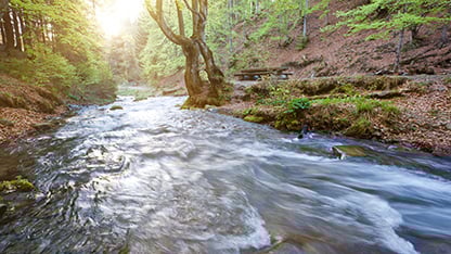 hermoso río en la naturaleza