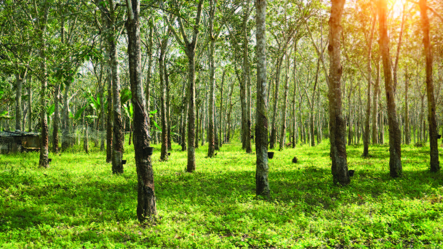 Plantación de árboles de caucho al sol