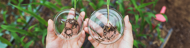 banner forestacion PEFC 762X195