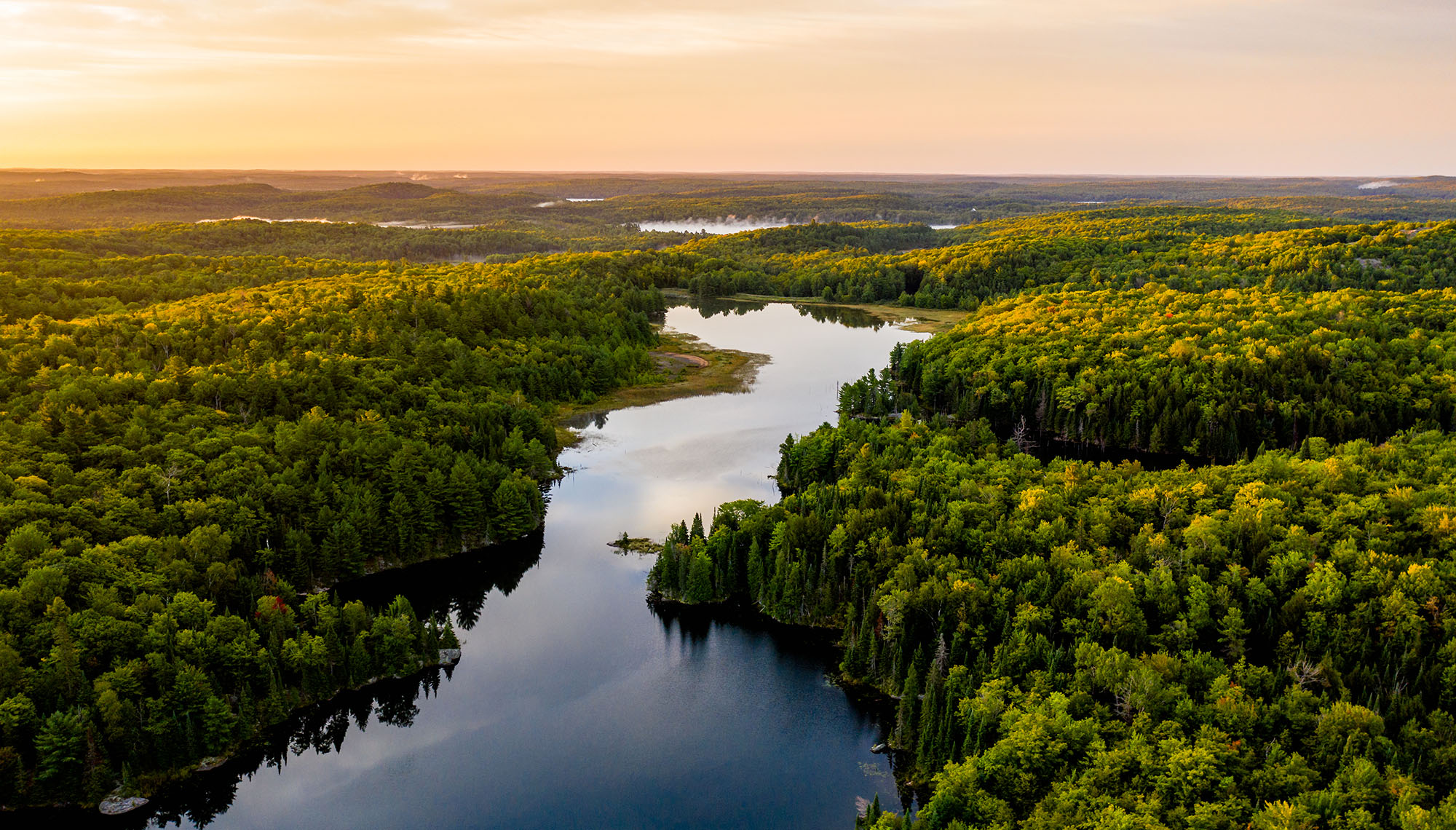 Río que atraviesa un denso bosque